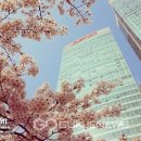 블로썸 이미지