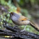 Rusty-fronted Barwing 이미지