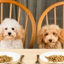 올바른영양 이미지