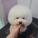 두빵 이미지