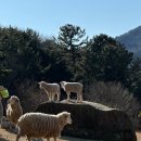 도윤목장 이미지