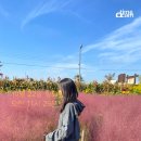 예쁜 안드로이드 타임스탬프 어플, 타임캠으로 기록한 가을날 하루 (feat. 바람새마을 핑크뮬리)