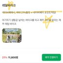 소떼농장 | 제주여행 아이동반 이색체험 | 제주레일바이크