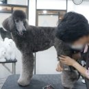원포인트애견미용학원