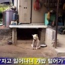 강쥐 이미지