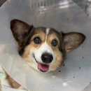 내품에동물병원 | 부산 24시간 진료 보는 동물병원 중 리본동물의료센터 수술후기