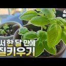바질