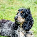 코카 24시 동물병원 이미지