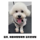 야옹아멍멍해봐 김포운양점 | 경기 김포,김포애견샵 / 김포애견미용_ 구래동 비숑프리제 애견미용 추천 [ 야옹아멍멍해봐 김포운양점 ]