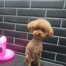 벨라 펫샵 이미지