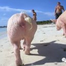 행복한 돼지 이미지