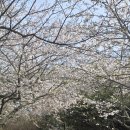 미국언니 이미지