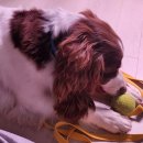 에코 켄넬 이미지