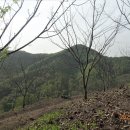 별산농장 Daum카페