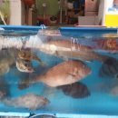 거제활어 이미지