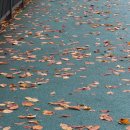 국화호수 이미지