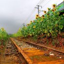 해바라기PC 이미지