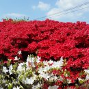 섬진강변 철쭉길 이미지