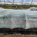 효원목장 이미지