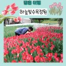장흥 여행 2025 하늘빛수목정원 튤립축제 늦은 후기