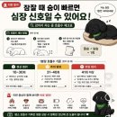 송전휴동물병원 | 송도 아이본 동물병원 강아지 심장초음파 검사 가격 (솔직후기)