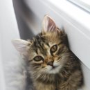 고양이 별 이미지