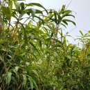 거문초손죽분교장 이미지