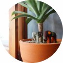 스테이캄 이미지