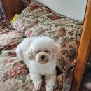 강아지 꼬순내 이미지