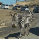 대한카써비스 | 일본 후쿠오카 벳부 렌트카 아이와 아프리카 사파리 투어 맛집 후기