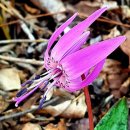 산중문답 이미지