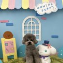 반려동물미용실 언니네 이미지