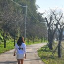 핑크뮬리 꽃단지 원 | 대구 근교 고령 어북실 핑크뮬리 &amp; 가을꽃