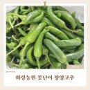 화랑농원 | 고추도 이렇게 맛있을 수 있나요? 화랑농원 못난이 청양고추 솔직 후기 (보관방법, 청양고추다대기 만들기)