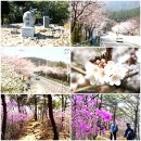 3월 31일 "벚꽃, 진달래산행" [광양. 가야산] 둘레길 출발~ 이미지