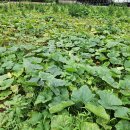 2025년 맷돌 늙은호박(손질호박) / 말린조선호박 이미지