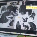 영어그림책 지도사 3급 이미지