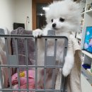 해피하이