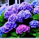 우리flower