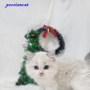 캣돌 캐터리 이미지