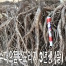 정성슈퍼