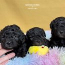 토이켄넬 이미지