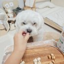 삼형제 펫푸드 이미지