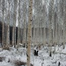 [아름다운 마무리] 겨울 자작나무 / 법정스님 이미지