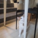 서호동-69 | 서귀포 프리다이빙 체험다이빙 '씨플로우' 후기