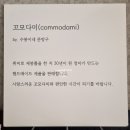 꼬모다미 이미지