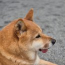 댕댕별 | 남양주 별댕댕 보호소 봉사 후기