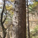 엘크사슴 이미지