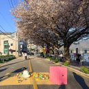 삼문강변로 | 경남 밀양 벚꽃 명소 진장 청년 페스타 축제 밀양 가볼만한곳