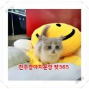 펫365 강아지분양 고양이분양 전주본점 이미지